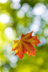 image of dry autumn leaves closeup