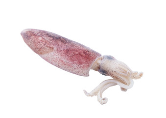 Obraz premium Fresh squid isolated on white background