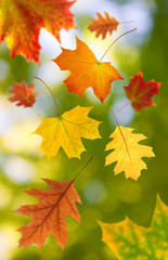 image of dry autumn leaves closeup