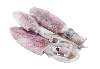 Fresh squids isolated on white background 