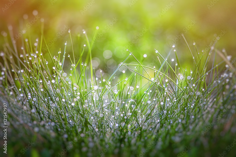 Wall mural grass in dew