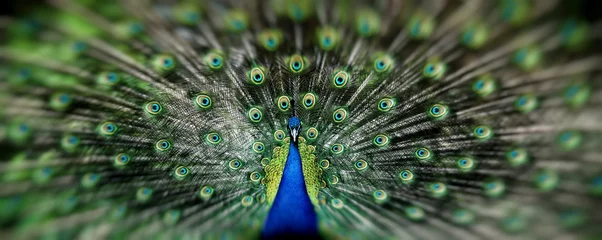 Foto op Plexiglas Pauw Portret van mooie pauw met veren uit