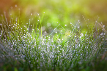 Grass in dew