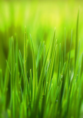 Fototapeta na wymiar Green grass, spring, lawn