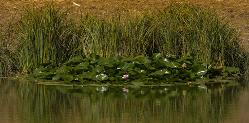 Seerose im Teich