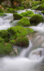 Mountain creek in the autumn forest in Triglav national park