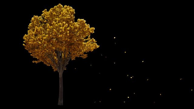 Blowing on the wind beautiful full size real autumn yellow lonely tree with leaves falling, isolated on alpha channel with black and white luminance matte, perfect for digital composition