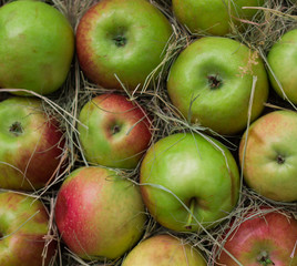 Pile of colorful organic apples during harvest time are ready for customers