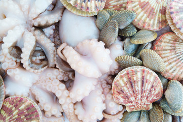 Seafood background, scallops octopus and seashells