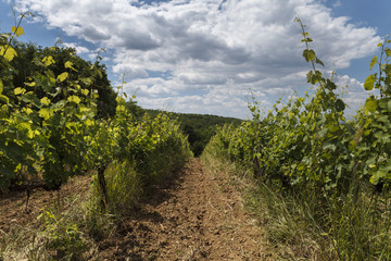 Obraz premium Vineyard - viticulture in Tokaj