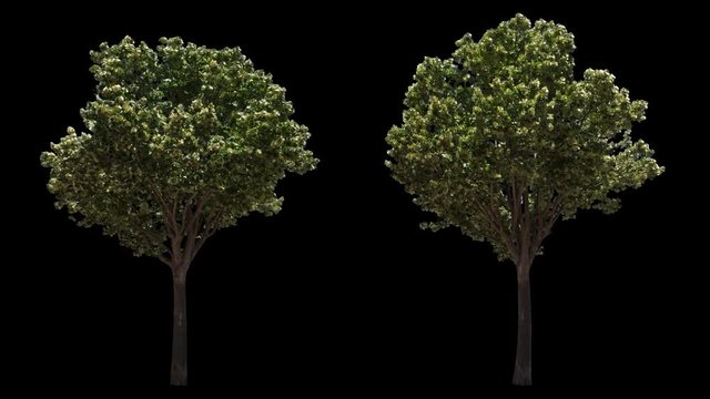 2 blowing on the wind beautiful green European decorative full size real trees isolated on alpha channel with black and white luminance matte, perfect for film, digital composition