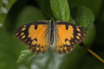 Salmon Arab Butterfly (Colotis amata)