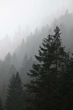 Fototapeta Mystery pine forest