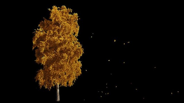 Blowing on the wind beautiful full size real autumn yellow lonely tree with leaves falling, isolated on alpha channel with black and white luminance matte, perfect for digital composition