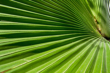 Obraz premium Closeup green leaf of green palm tree background
