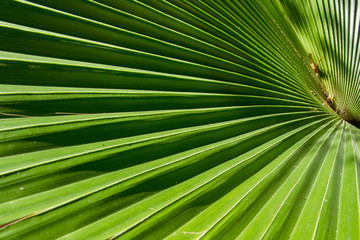Obraz premium Closeup green leaf of green palm tree background