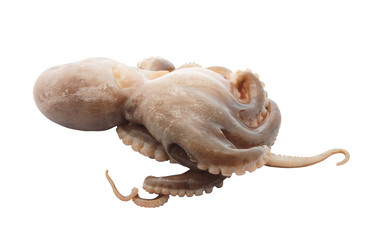 Octopus isolated on white background
