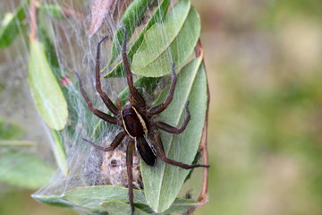 Raft spider, the largest and most poisonous of European spiders