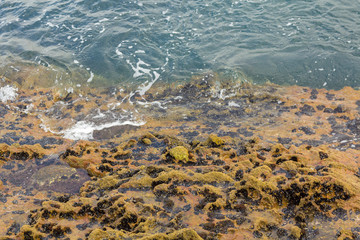 Crystal blue waters along rocks with seaweed