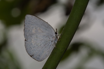 Indian Sunbeam Butterfly (Female with Closed Wings)