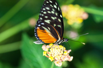 Papillon Heliconius hecale sur une fleur