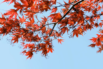 Red Japanese Maple leaves in autumn