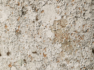 lichens on palm tree bark background