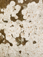 lichens on palm tree bark background