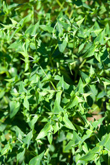 Kreuzblättrige Wolfsmilch - Euphorbia lathyris 