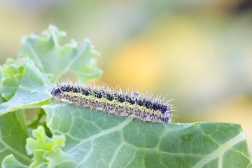 Large white cabbage butterfly, Pieris brassicae