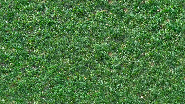 Fresh green grass shot from top wide view,with wind flowing, seamlessly tiled texture, small low lawn, perfect for digital composition, video mapping. camera is above the field and it is static.