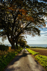 Back lit October trees, Uncleby Hill, North Yorkshire