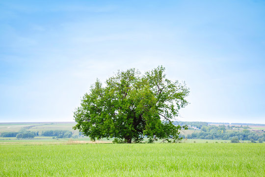Lonely old oak tree in the field. The tree of wisdom.