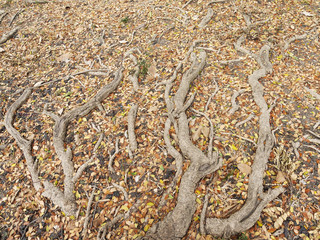 Tree roots on the ground