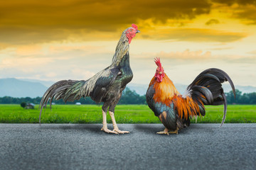 close up portrait of rooster and bantam chickens