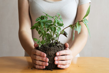 Woman with a basil sprout in her hands