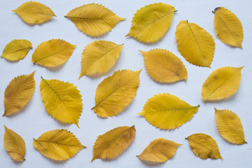 Yellow autumn leaves on a white board