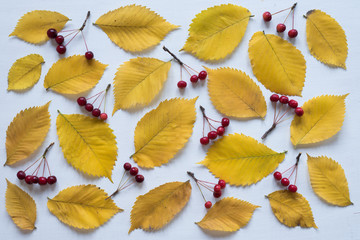 Yellow leaves and small apples rennet on white board