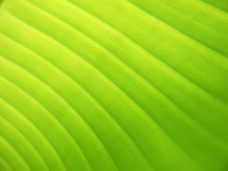 Banana leaf background with lines