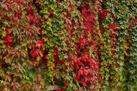 Closeup of colorful autumn red lush foliage parthenocissus as a natural background. A 
poisonous plant of the family vineyards. Photos for your design.