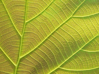 green leaf texture ( teak leaf )