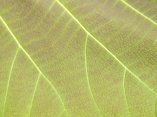 green leaf texture ( teak leaf )