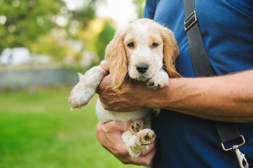 Puppy American Cocker Spaniel on hands at the man