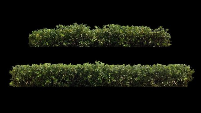 2 beautiful decorative hedge, long and short, real shot green shrub blowing on the wind, isolated on alpha channel with black/white luminance matte, perfect for digital composition, projection mapping