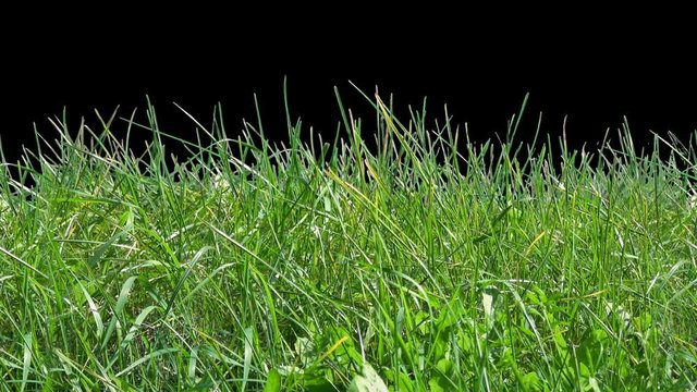 Beautiful low tiled panorama grass, real shot green plant blowing on the wind, isolated on alpha channel with black white luminance matte, perfect for film, digital composition, projection mapping