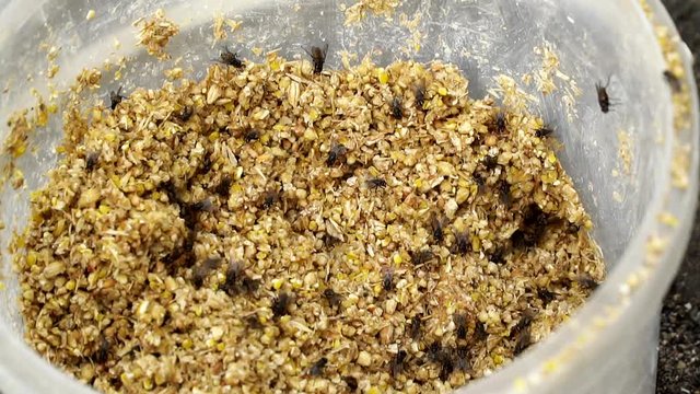 The flies in a bucket of feed. The flies swarm over the forage. Slow motion . High speed camera