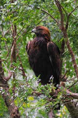 Japanese Golden Eagle (Aquila chrysaetos japonica)