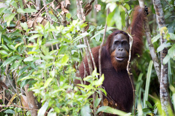 Obraz premium An orang-utan in its native habitat. Rainforest of Borneo.
