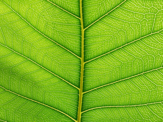 green bodhi leaves background
