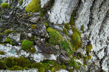 Moss on the tree